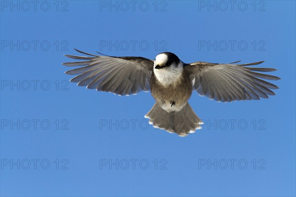 Grey Jay