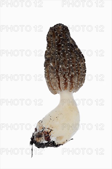 Black morel