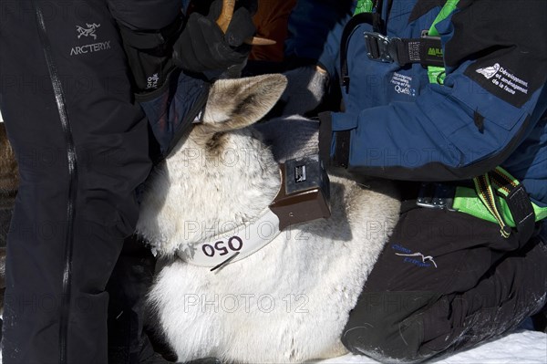 Team of Quebec's minister of natural ressources and wildlife fits caribou