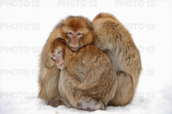 Barbary Monkeys