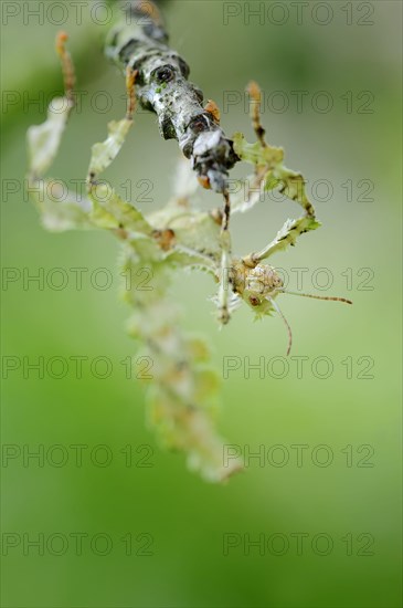 Walking Stick