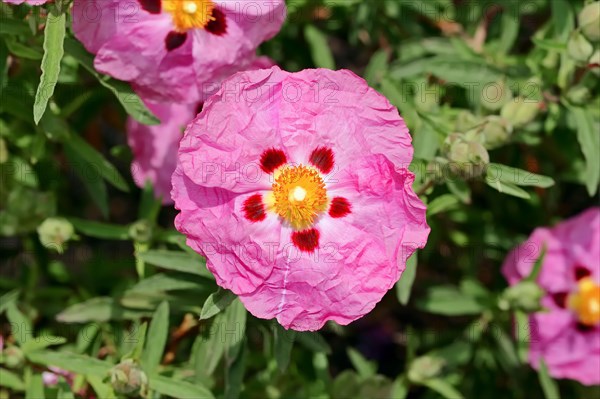 Orchid Rockrose