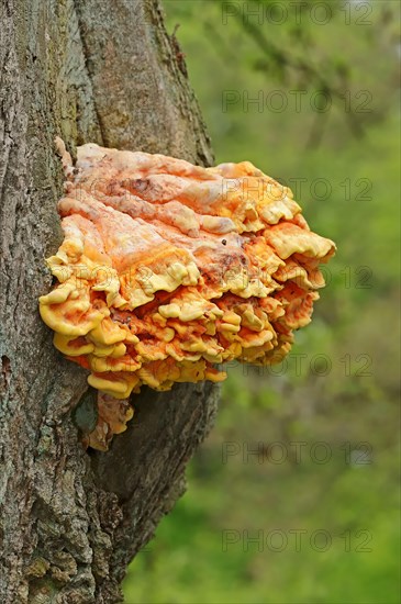 Sulphur Shelf