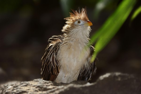 Guira Cuckoo