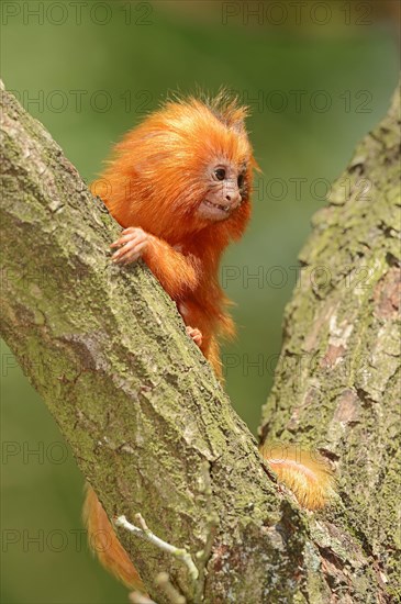 Young Golden Lion Tamarin