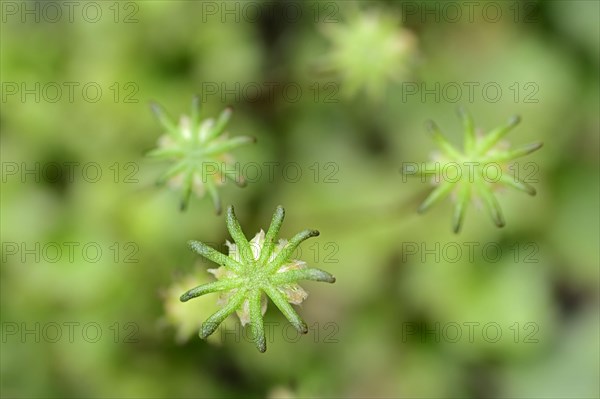 Common Liverwort