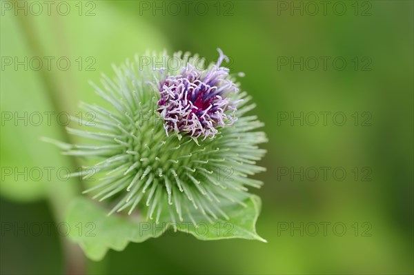 Greater Burdock