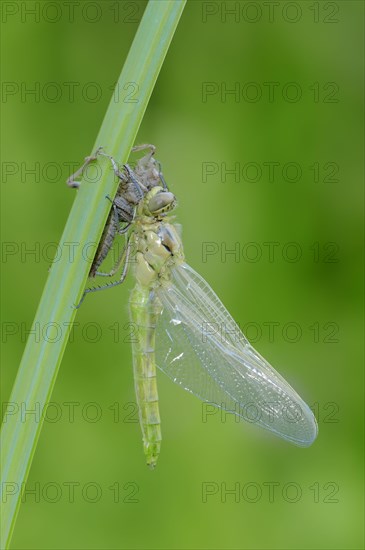 Black-tailed Skimmer