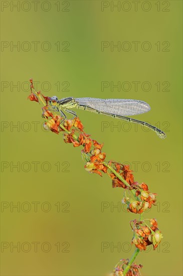 Small Red-eyed Damselfly