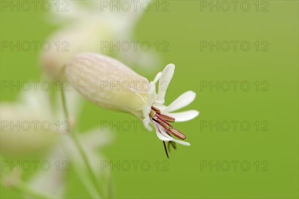 Bladder Campion