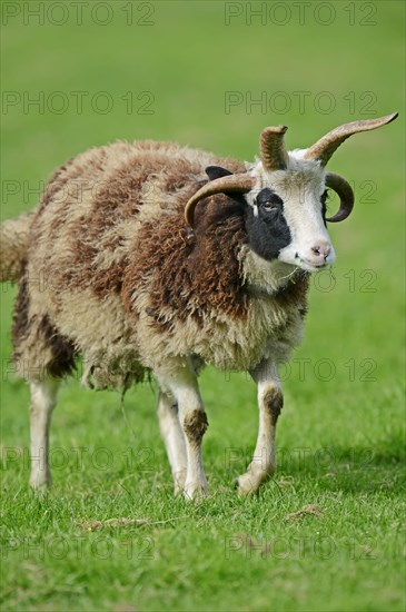 Jacob sheep