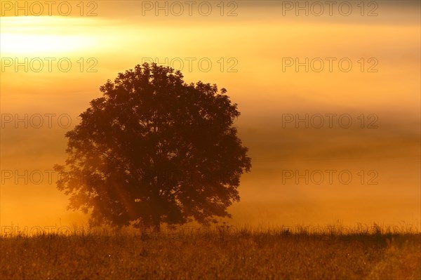 Reed meadow