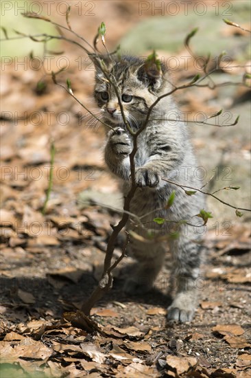 European Wildcat