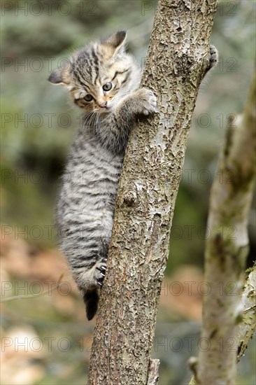 European Wildcat