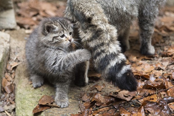 European Wildcat