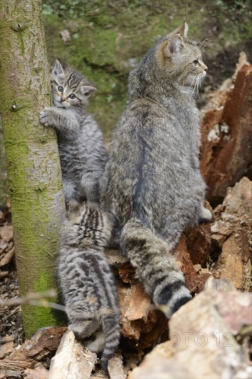 European Wildcat