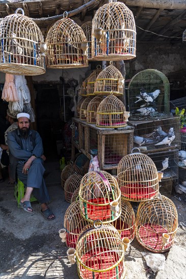 Birds for sale
