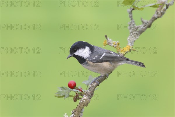 Coal tit