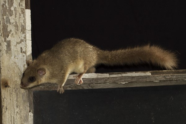 Edible dormouse