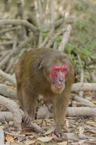 Rhesus macaque