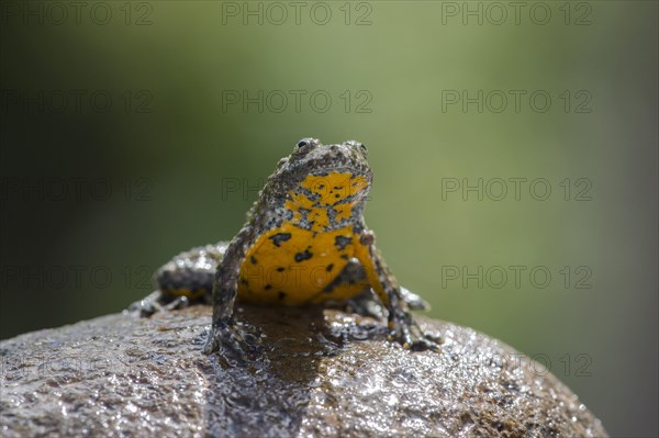 Yellow-bellied toad