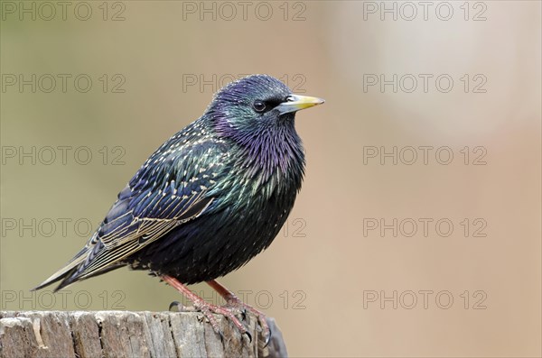 European Starling