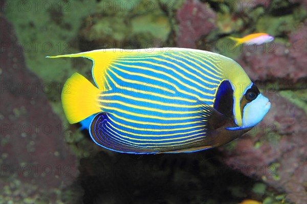 Emperor angelfish