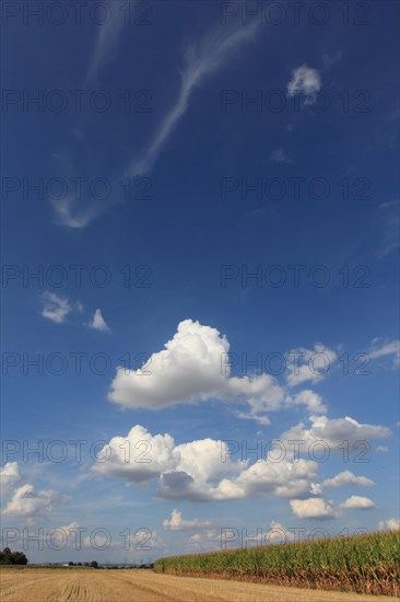 Stubble field