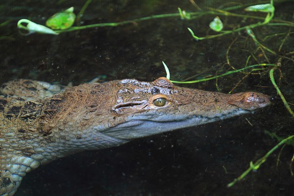 Philippine crocodile