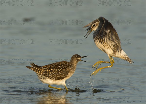 Wood sandpiper