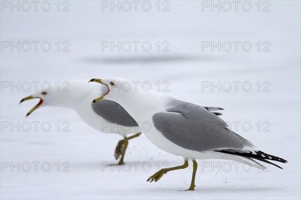 Ring-billed Gulls