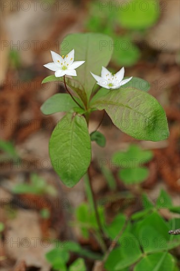 Chickweed wintergreen