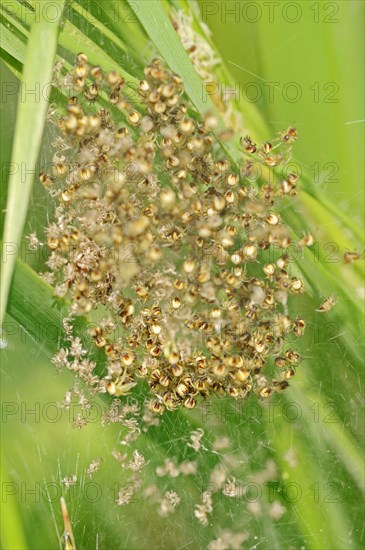 Young Four Spot Orb Weavers in web