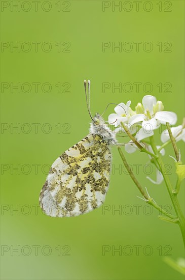 Orange Tip