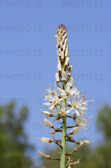 White asphodel