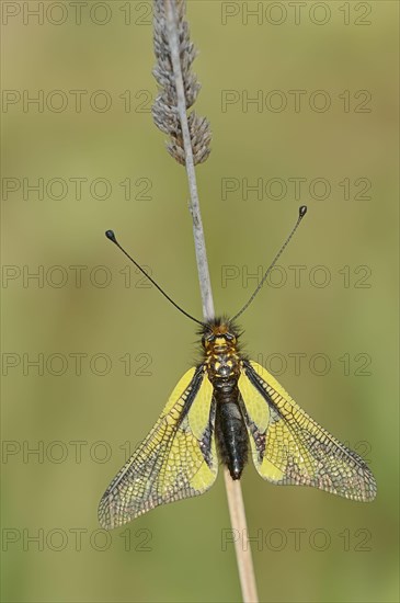 Owly Sulphur