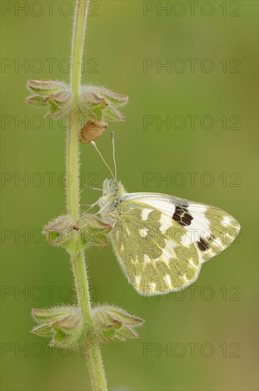 Reseda butterfly