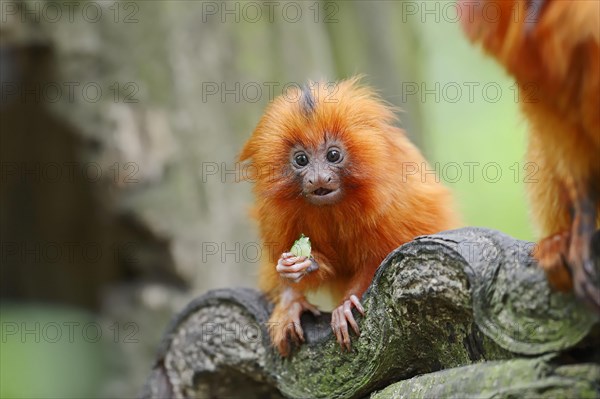 Young Golden Lion Tamarin