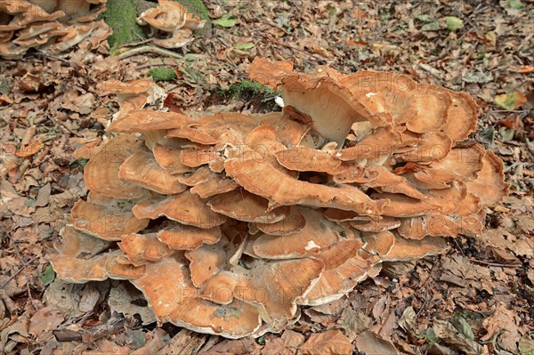 Giant polypore