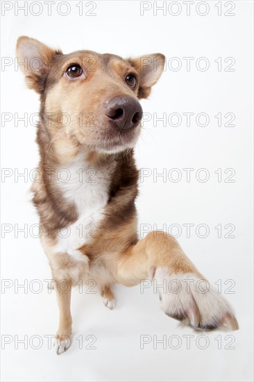 Podenco Andaluz