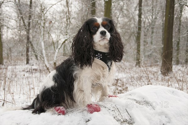 Cavalier King Charles Spaniel