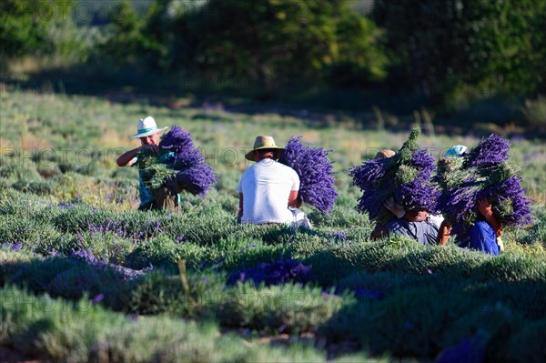 Lavender harvest