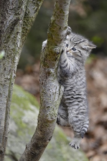 Common Wild Cat