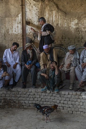 Traditional cockfight in Mazar-E-Sharif