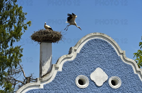 White stork