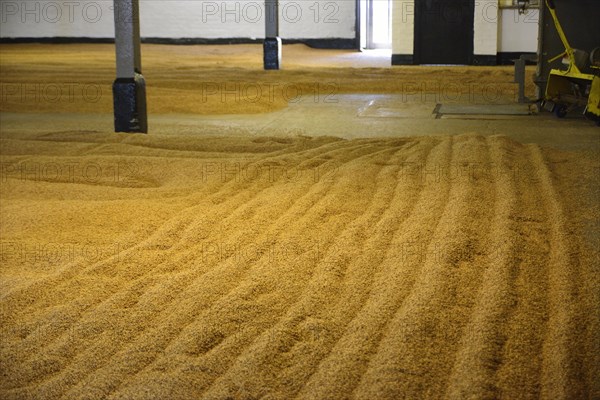 Malting Floors