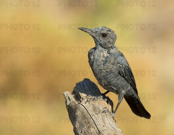 Blue Rock Thrush