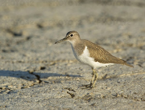 River Sandpiper