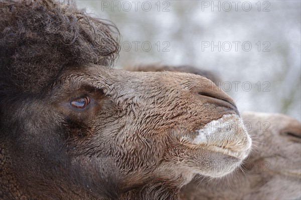 Bactrian camel