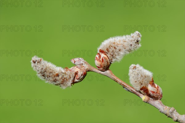 Male flowers